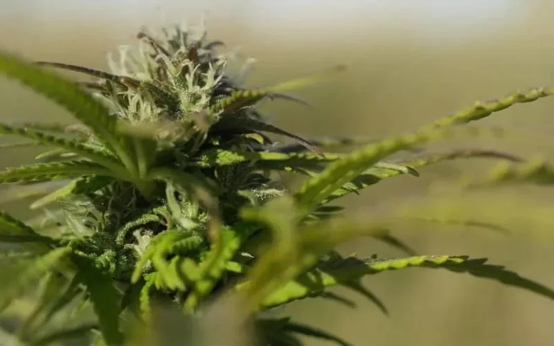 Le cannabis et ses dérivés débattus à Tanger