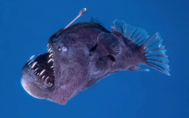 Le diable noir des abysses repéré non loin du Maroc