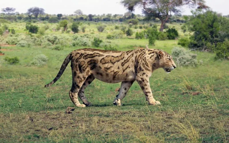 Des chercheurs espagnols découvrent des restes d'une espèce disparue de carnivores au Maroc