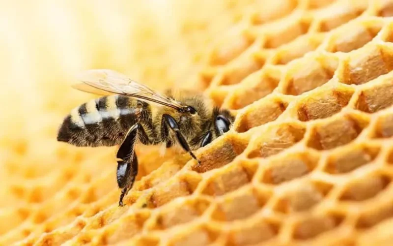 Apiculture : voici pourquoi les abeilles disparaissent au Maroc