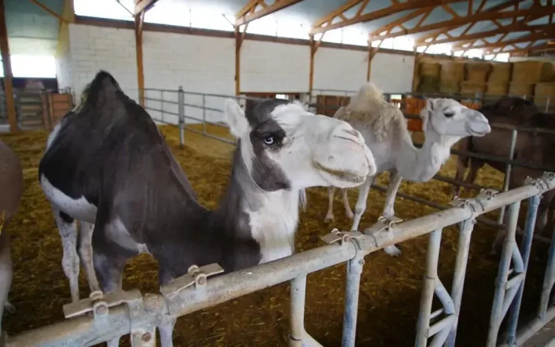 Voici Dromazere, l'élevage français dont l'inspiration vient tout droit du Maroc