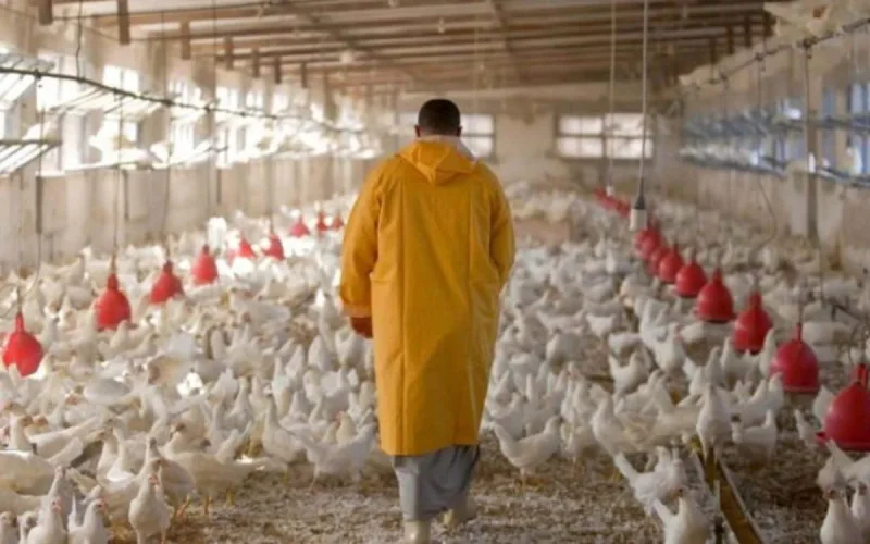 Poulet hors de prix : une flambée qui inquiète les Marocains