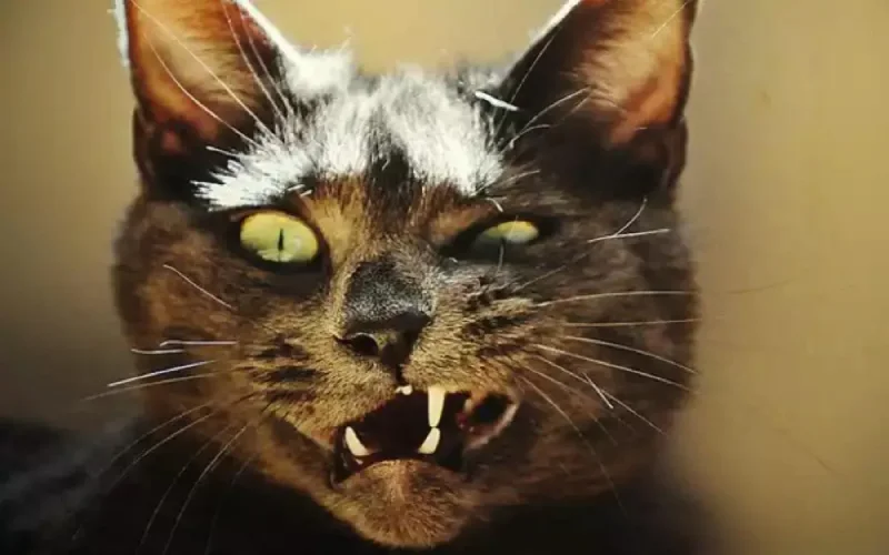 Casablanca : une élue attaquée par un chat