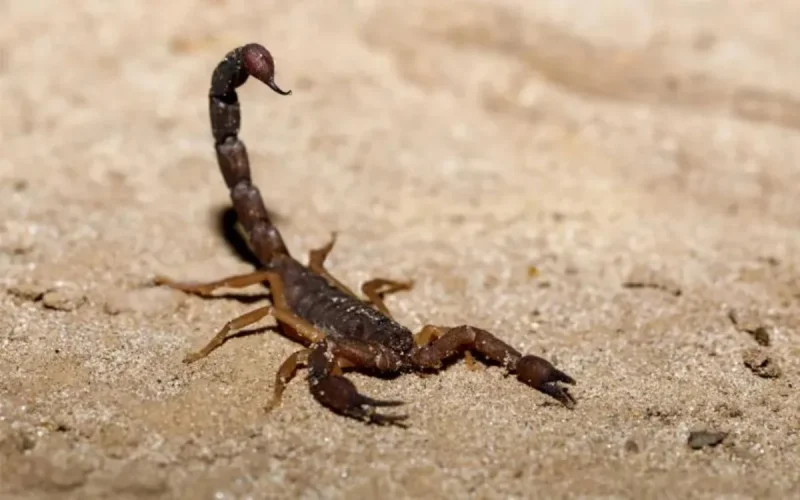 Maroc : un enfant de 4 ans décède après une piqûre de scorpion