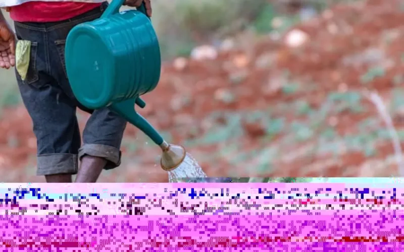 Engrais : le Maroc pourrait détenir la clé de l'approvisionnement alimentaire mondial