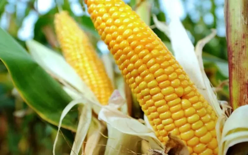 États-Unis : les agriculteurs dénoncent la surtaxation des engrais marocains