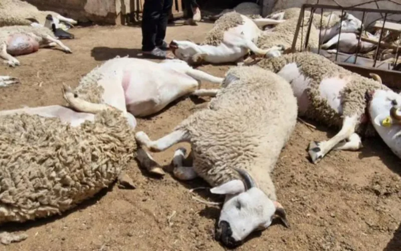 Maroc : l'énigme des moutons morts à Berrechid enfin élucidée