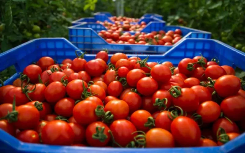 Guerre de la tomate : l'Espagne lance une offensive contre le Maroc