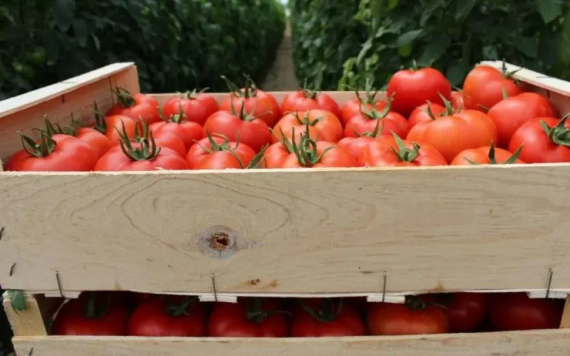 L'Espagne a augmenté ses importations de tomates marocaines entre 2018 et 2021