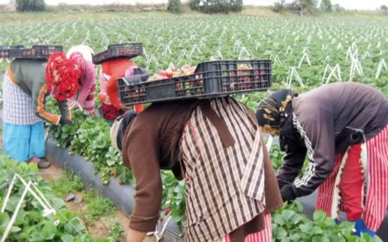 L'Espagne va recruter plus de saisonnières marocaines