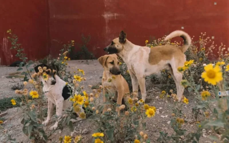 L'Espagne impose à nouveau la vaccination obligatoire contre la rage 