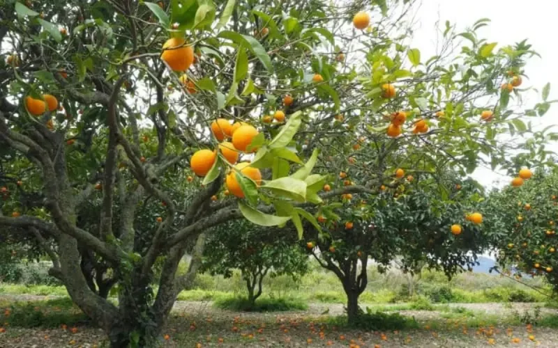 Royaume-Uni : les exportations marocaines d'agrumes en nette hausse 