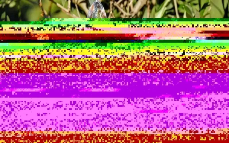 Une huile d'olive suspecte saisie à Casablanca