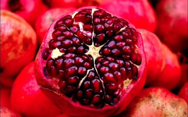 L'Europe en alerte après la détection d'un papillon destructeur venu du Maroc