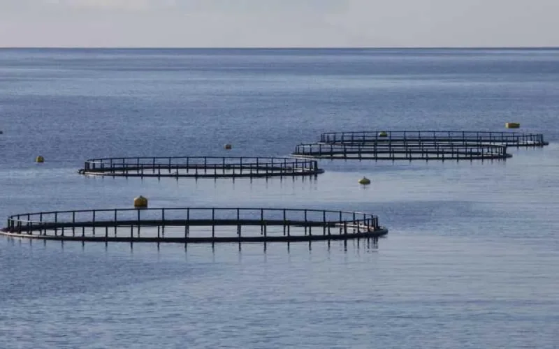Une entreprise israélienne construira une ferme piscicole à Tanger