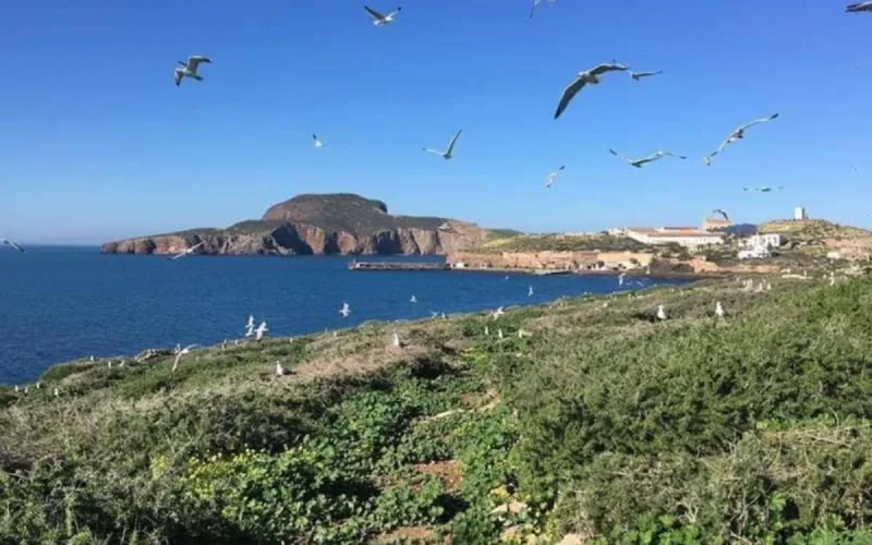 Fermes piscicoles marocaines dans les îles Chafarines : la justice espagnole rend sa décision