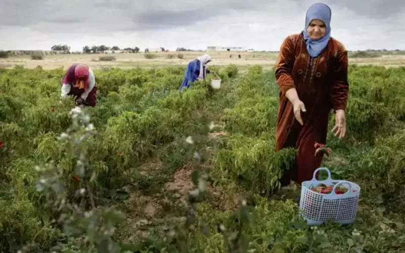 Fibre de coco : une firme israélienne à la conquête du marché marocain