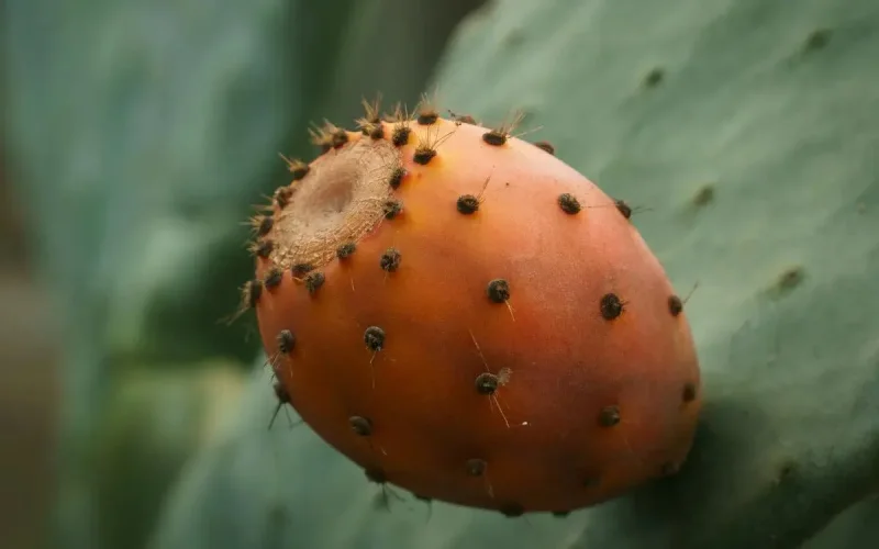 La figue de Barbarie marocaine fait son grand retour : le Maroc renoue avec l'exportation mondiale