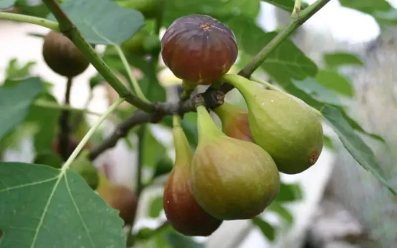 La figue marocaine à l'honneur à Vézénobres (Gard)