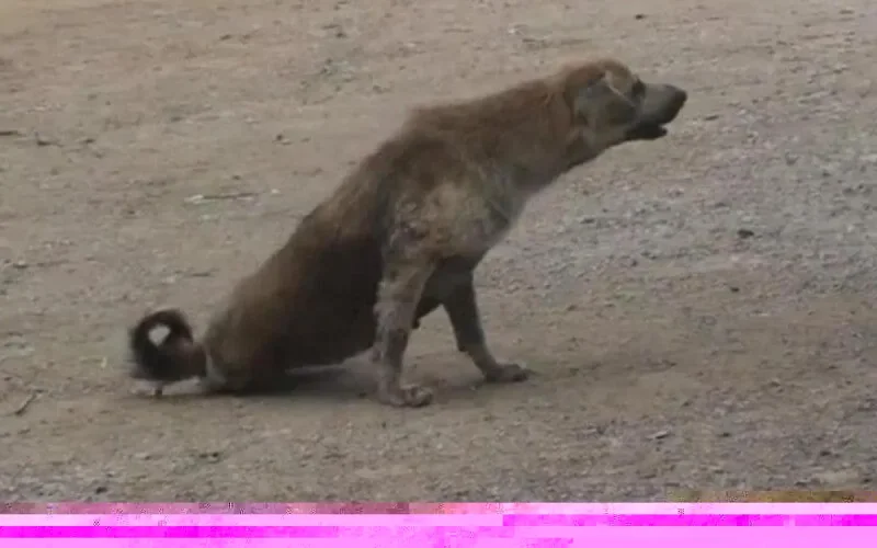 Une fillette tuée par des chiens errants à Agadir 