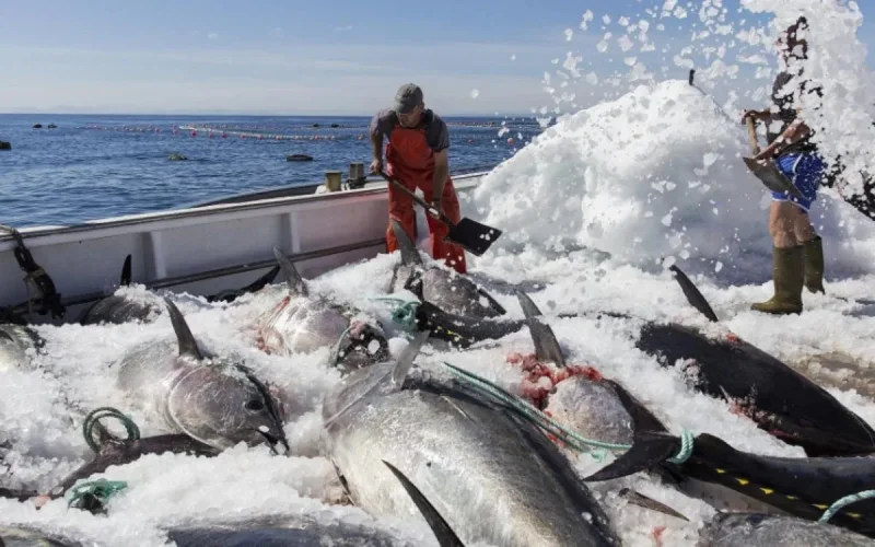 Grogne et inquiétude des pêcheurs espagnols après la fin de l'accord UE-Maroc