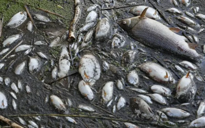Mort suspecte de centaines de poissons dans un fleuve près de Nador