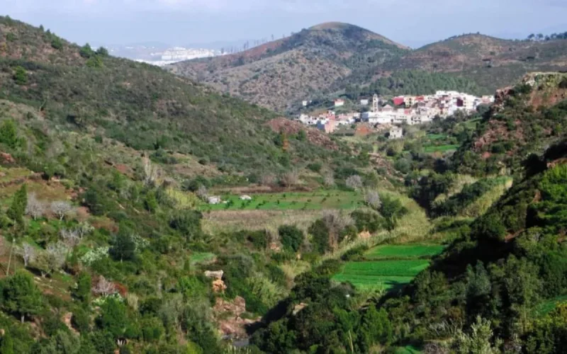 Tétouan : une partie de la forêt transformée en lotissement illégal ?