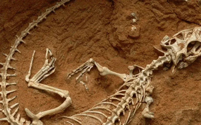 Fossiles préhistoriques : le Maroc, épicentre d'un trafic mondial