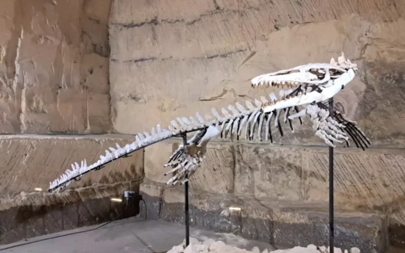 Au Maroc, le commerce des fossiles cache une réalité bien plus trouble