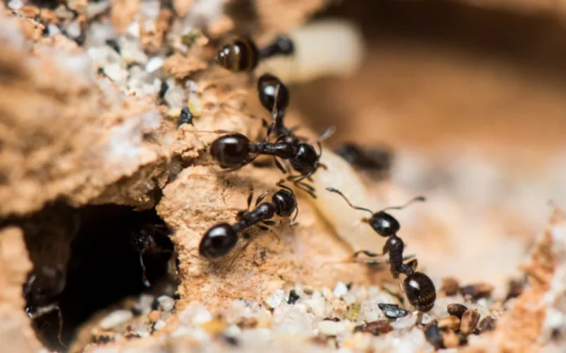 Découverte au Maroc : une fourmi rare identifiée dans une région isolée