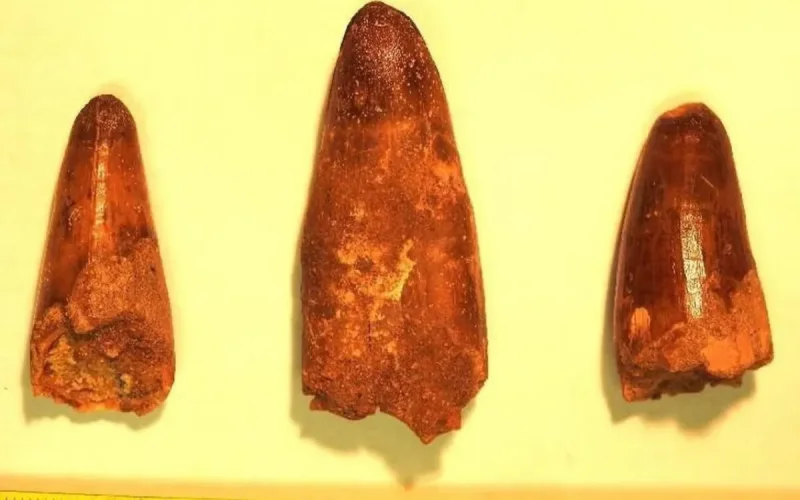 La France restitue un trésor préhistorique au Maroc