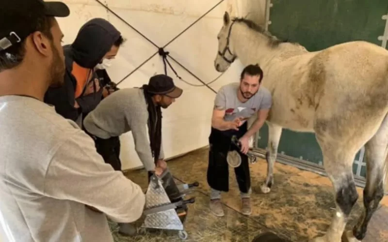 Maroc : un Français pour aider à mieux prendre soin des chevaux de la Garde royale