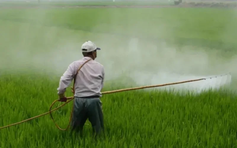 Des pesticides interdits au Royaume-Uni expédiés vers le Maroc