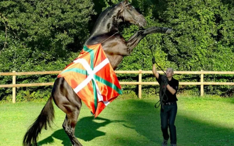 Un étalon à 60 000 euros pour le roi Mohammed VI