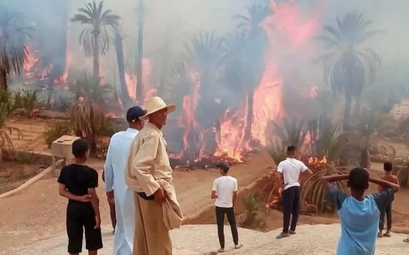 Zagora : 2 500 palmiers ravagés par les flammes