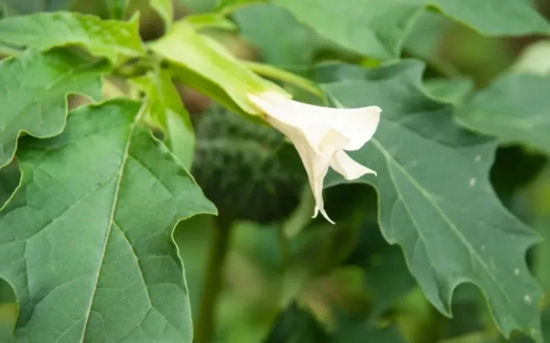 Ces plantes qui empoisonnent les Marocains