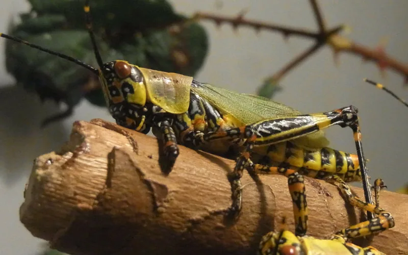 Sud du Maroc : alerte à l'invasion des criquets