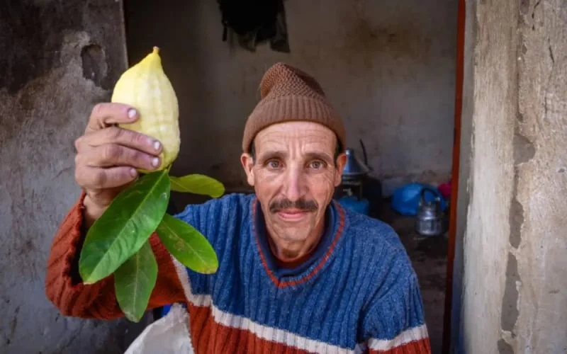 Israël importe des étrogs marocains pour la fête de Souccot
