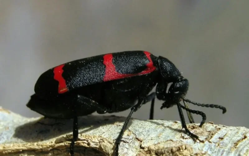 Une nouvelle espèce découverte au Maroc