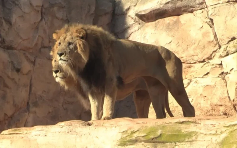 Maroc : Le mystère du lion de l'Atlas résolu 