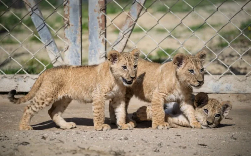 Maroc : le lion de l'Atlas bientôt de retour ?