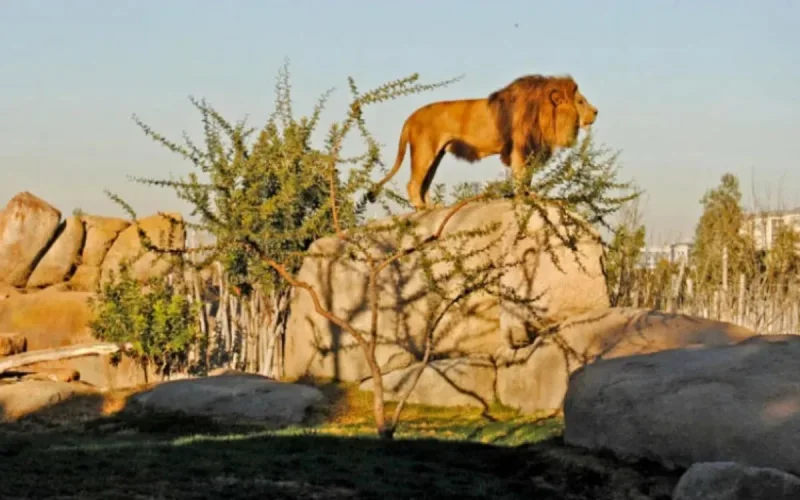 Du nouveau pour le zoo de Casablanca