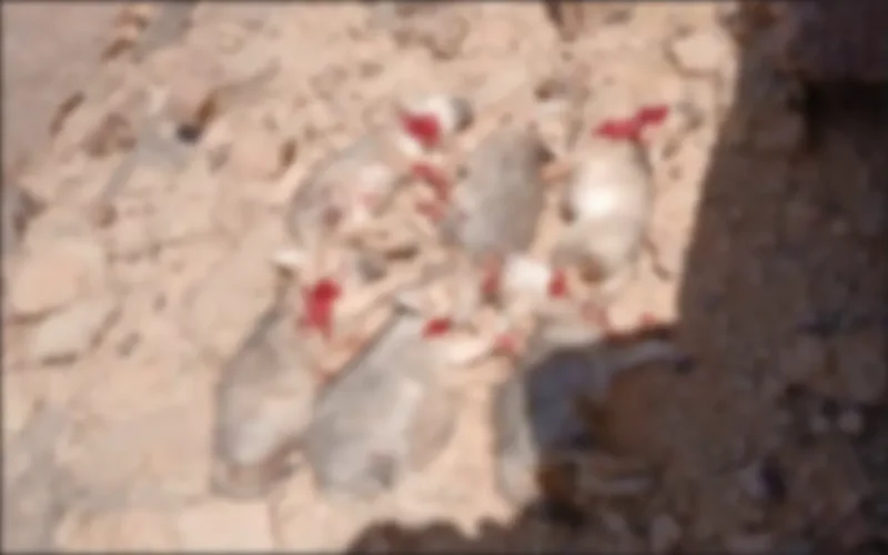 Colère au Maroc après le massacre de six louveteaux par des bergers nomades