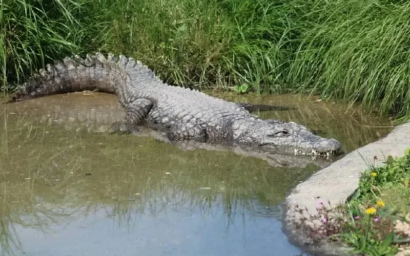 Deux crocodiles quittent Lyon pour Agadir