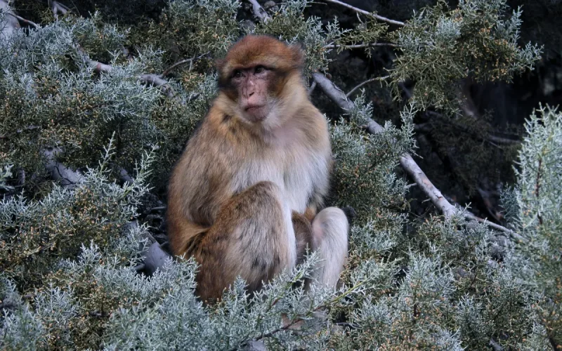Maroc : La percée scientifique majeure qui va sauver le singe magot de l'extinction
