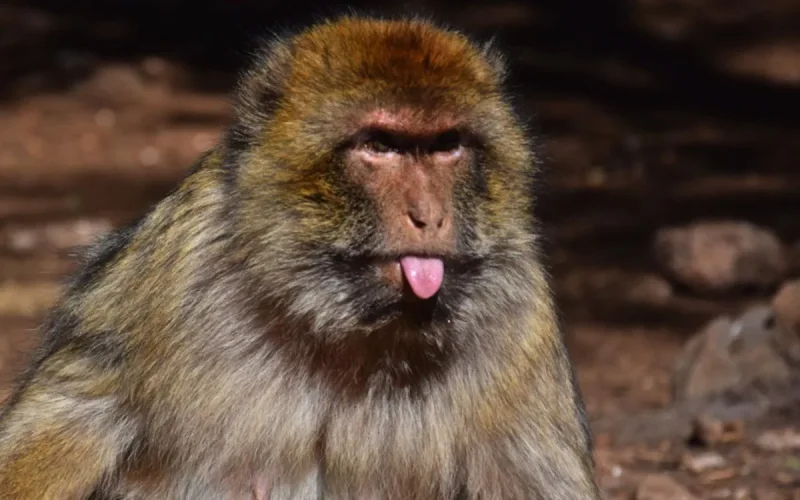 Maroc : appel aux dons pour sauver les macaques de Barbarie