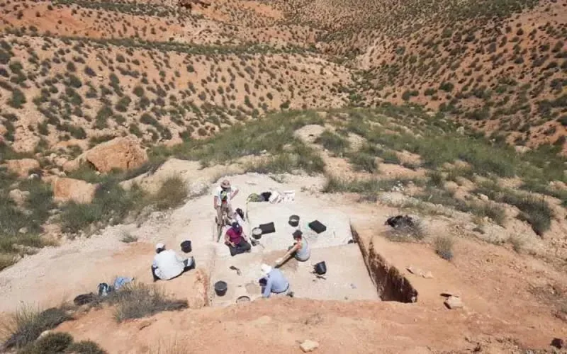 Des chercheurs espagnols reconstituent le régime alimentaire d'un vieux macaque découvert au Maroc