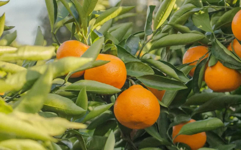 L'Espagne accuse les agrumes marocains d'étouffer ses producteurs