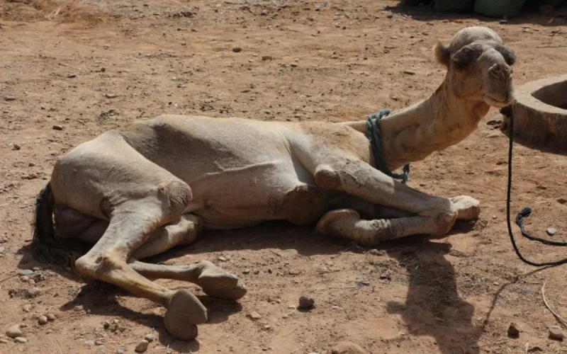 Au Maroc, une mystérieuse maladie décime les dromadaires