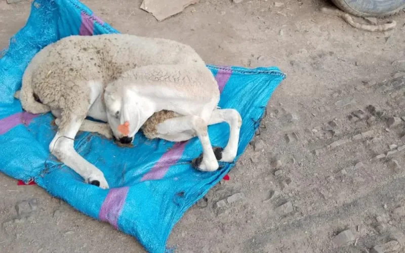 Maroc : une mystérieuse maladie ravage les troupeaux à Azilal